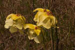 Yellow trumpets